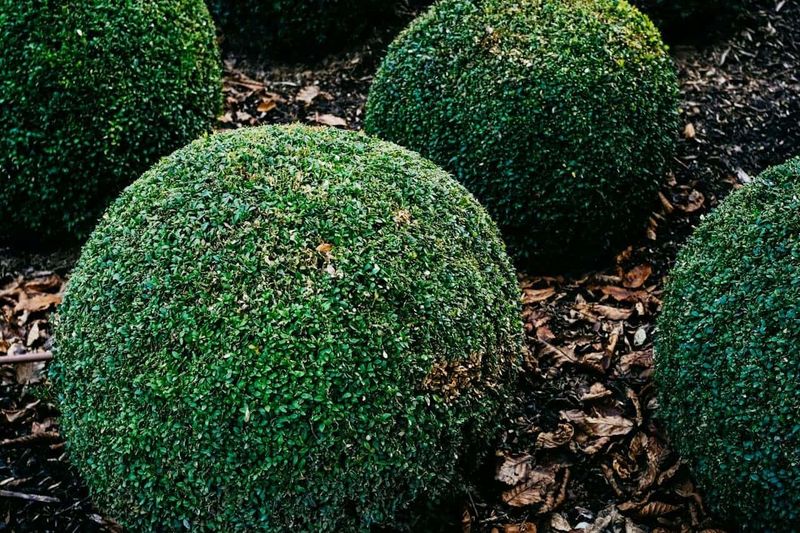 Tired Trend: Excessive Garden Ornaments