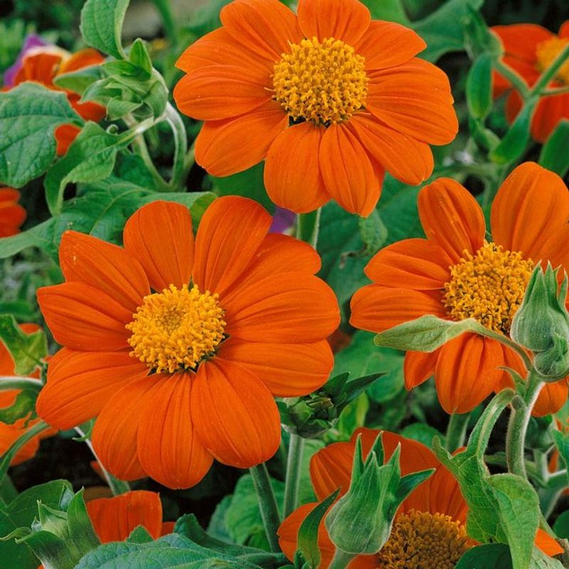 Tithonia (Mexican Sunflower)