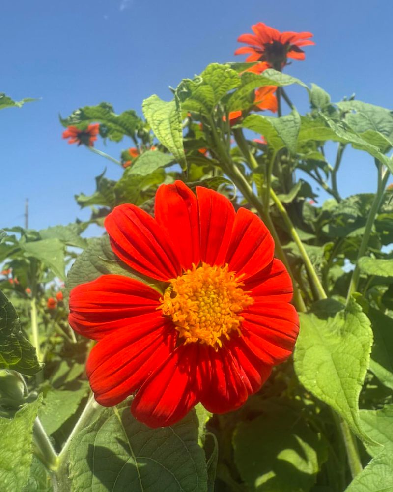 Tithonia (Mexican Sunflower)