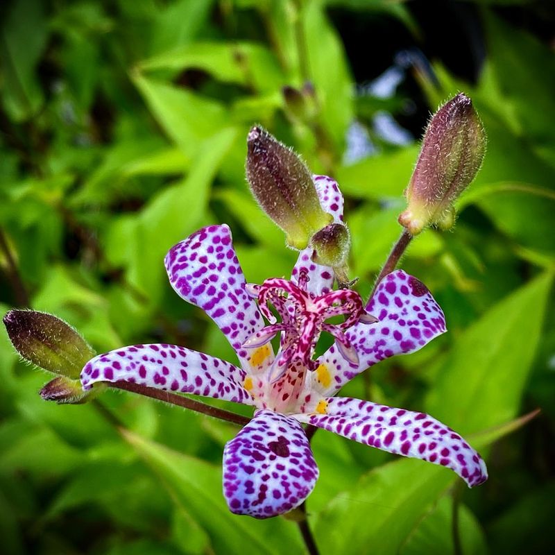 Toad Lily