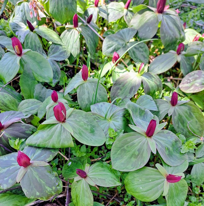 Toadshade Trillium