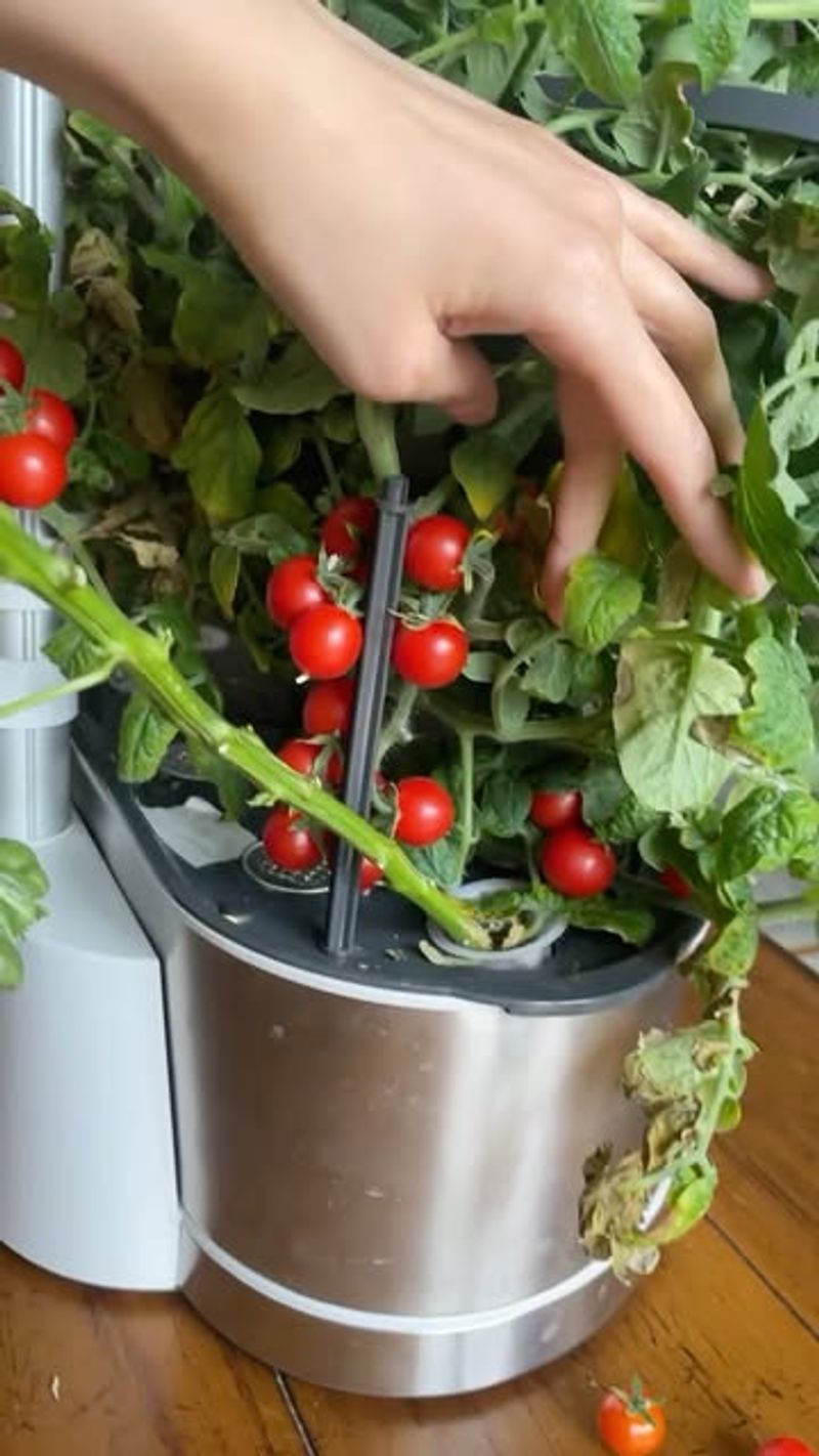 Tomato Plant in a Bucket