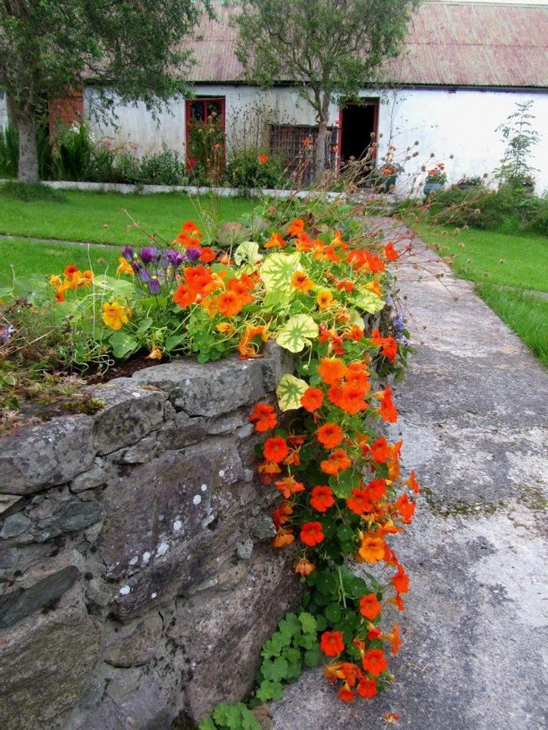 Nasturtium