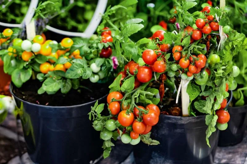 Tomatoes