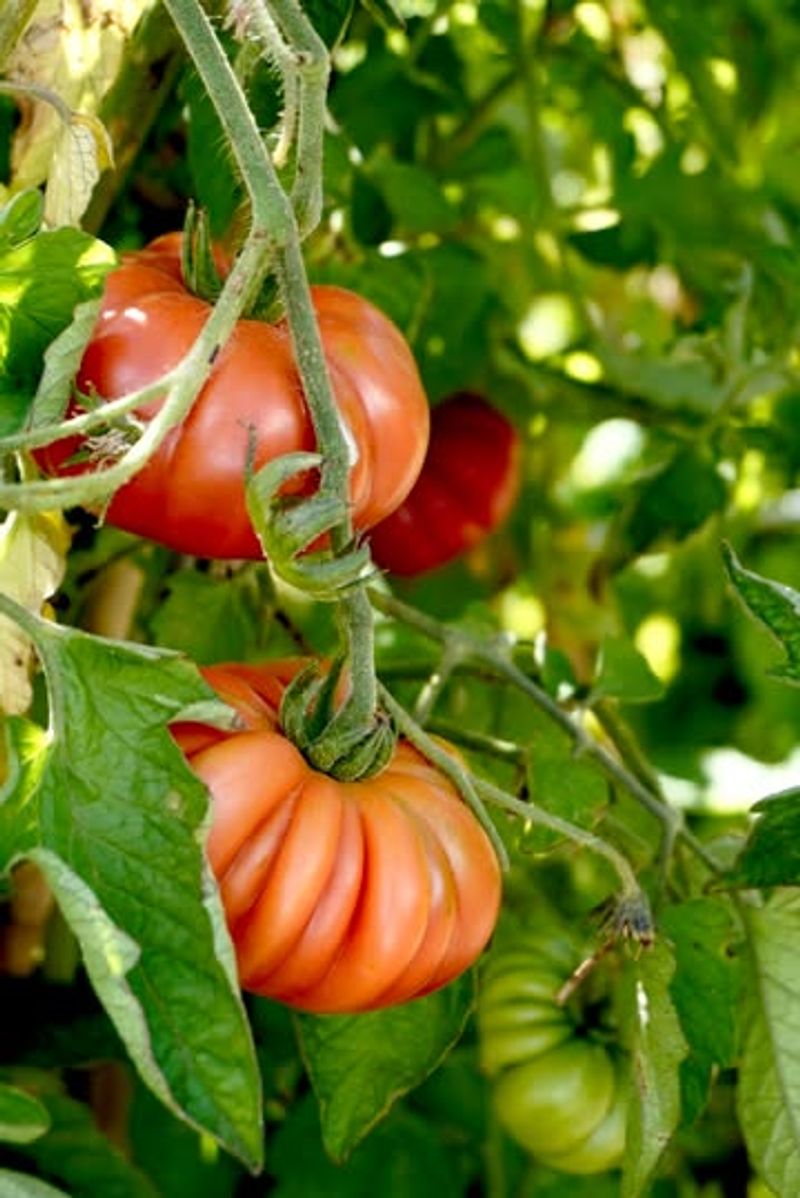 Tomatoes