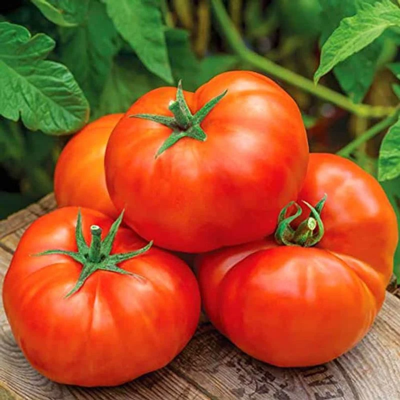 Tomatoes