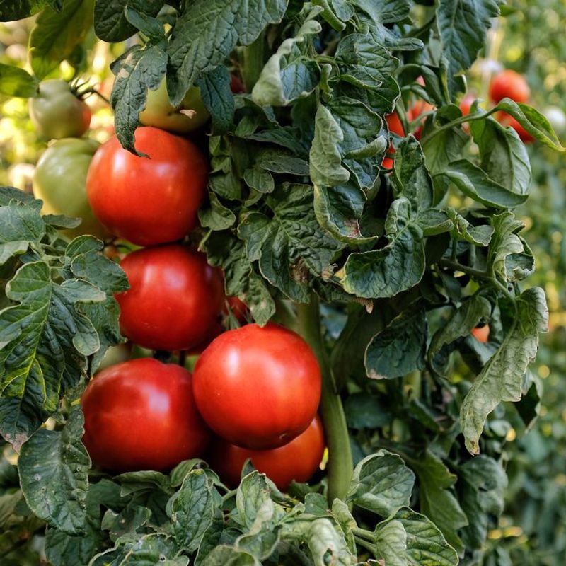 Tomatoes