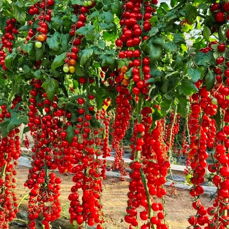 Tomatoes