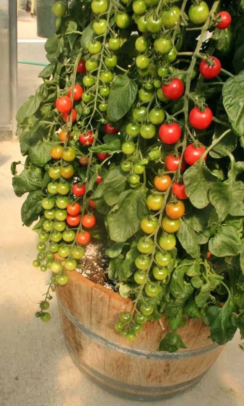 Tomatoes