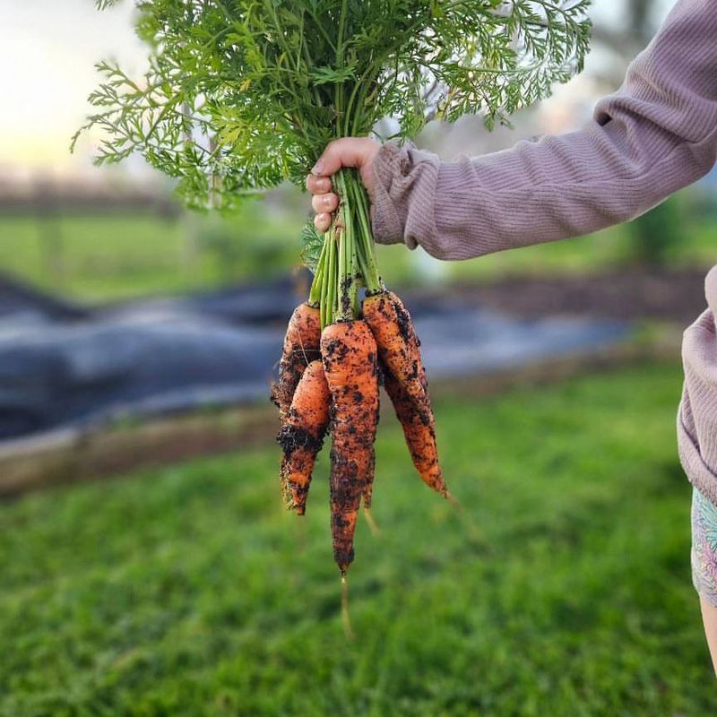 Carrots