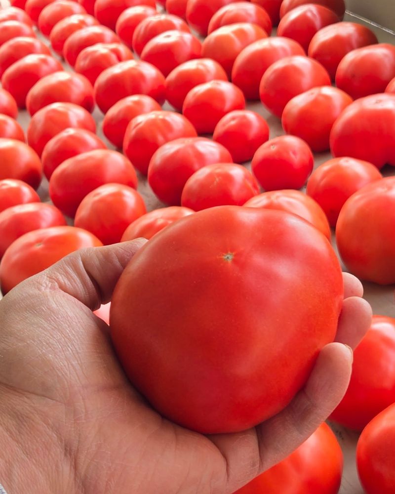 Tomatoes and Corn