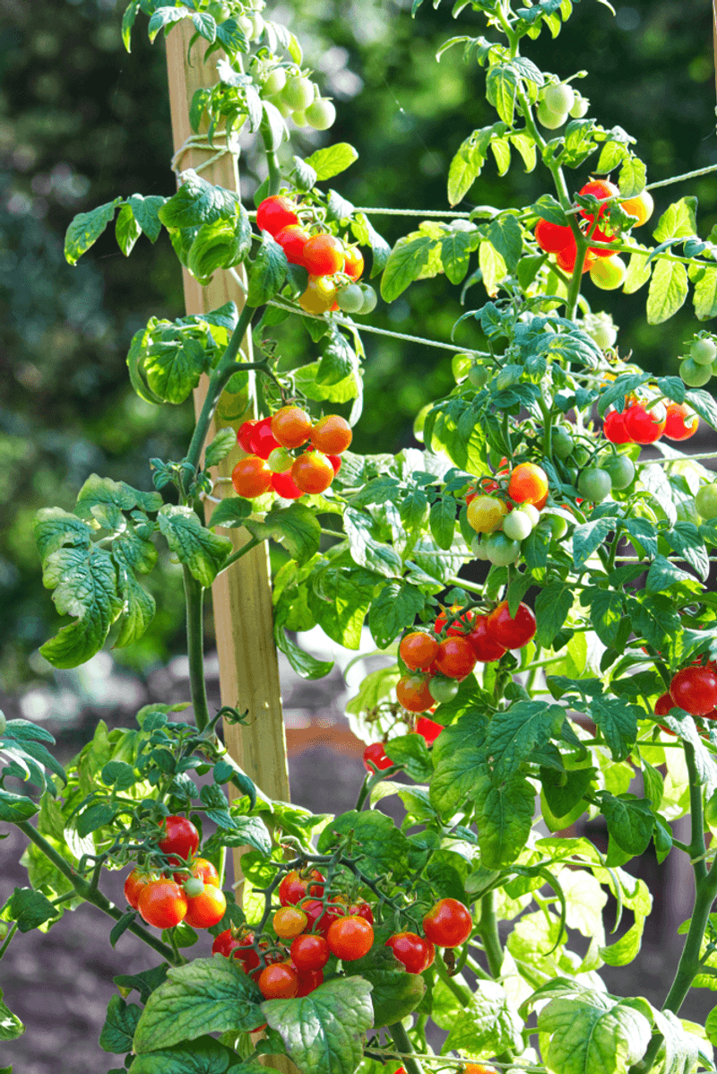 Tomatoes