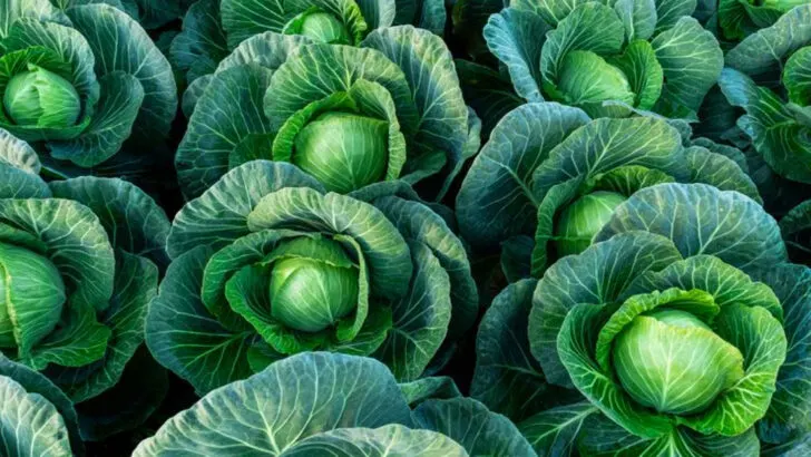 Top 20 Vegetables That Grow Well in Partial Shade