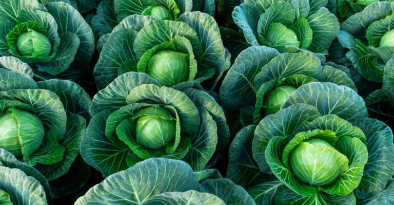 Top 20 Vegetables That Grow Well in Partial Shade