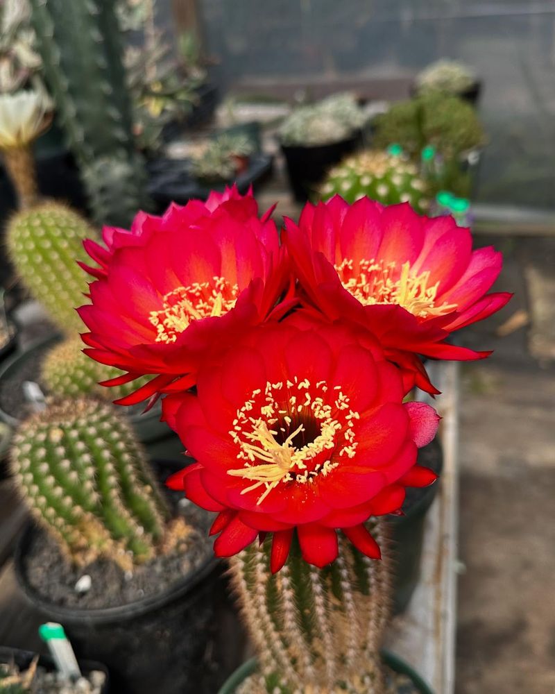 Torch Cactus (Trichocereus)