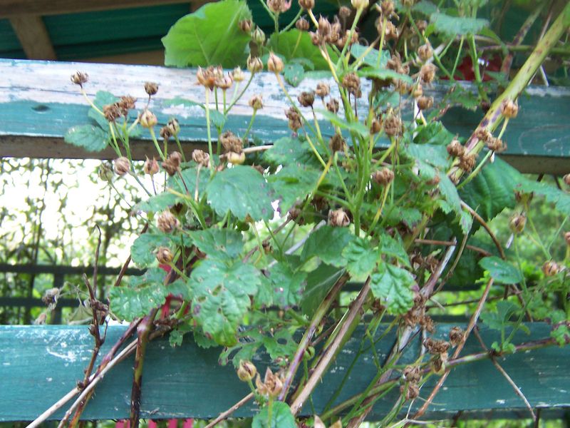 Trailing Blackberries
