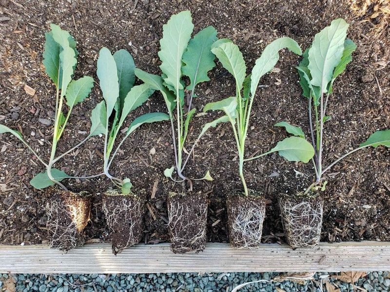Transplanting Seedlings