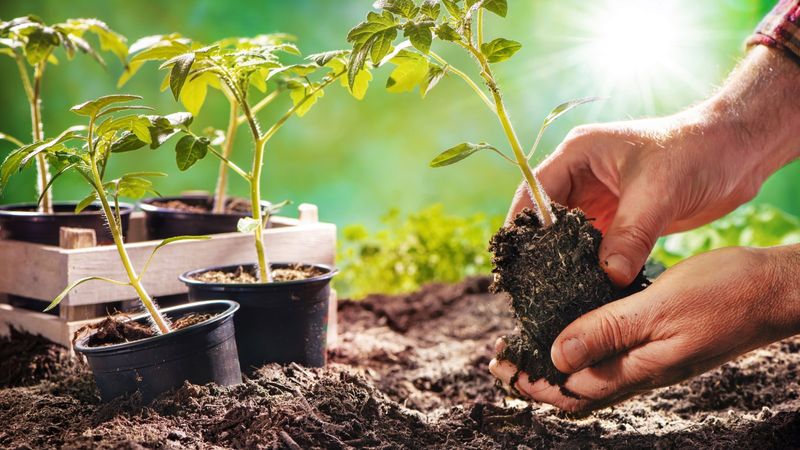 Transplanting