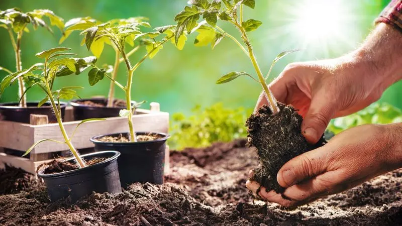 Transplanting