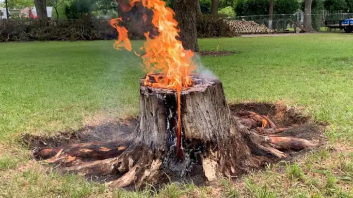 Tree Stump Problem? Try One of These 15 Easy Removal Tricks
