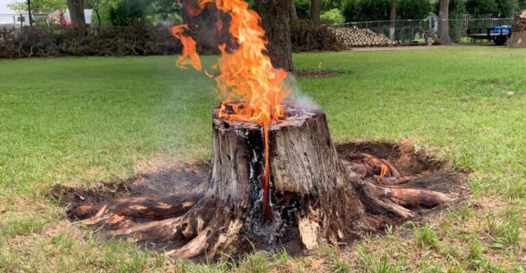 Tree Stump Problem? Try One of These 15 Easy Removal Tricks