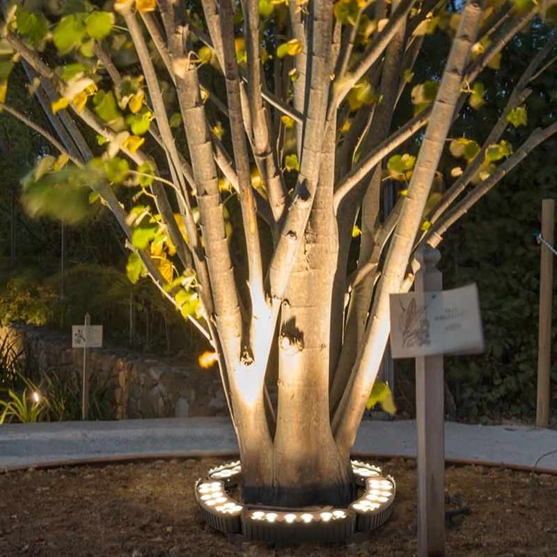 Tree Uplighting