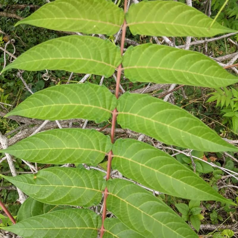 Tree of Heaven (Ailanthus altissima)