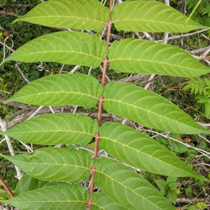 Tree of Heaven (Ailanthus altissima)