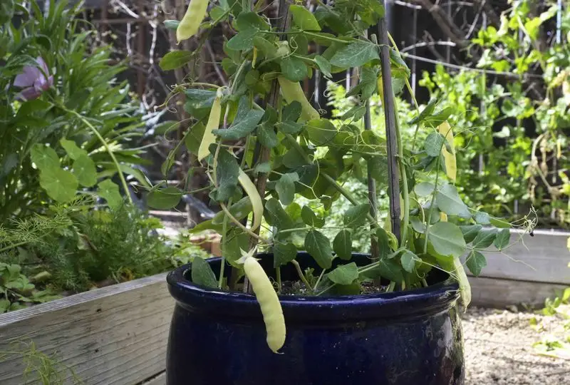 Trellis for Peas and Beans