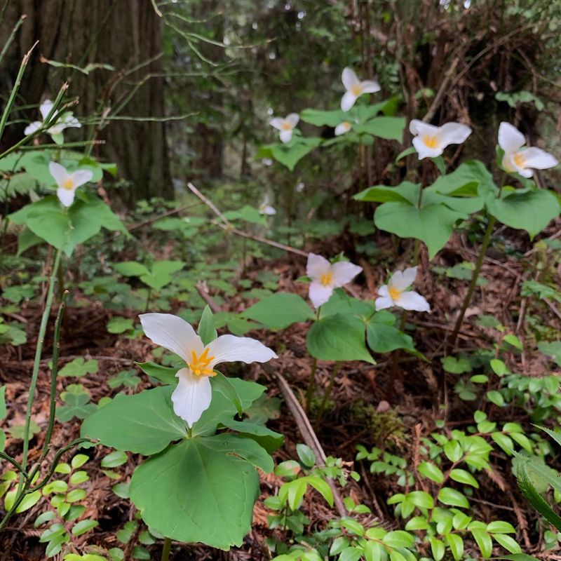 Trillium