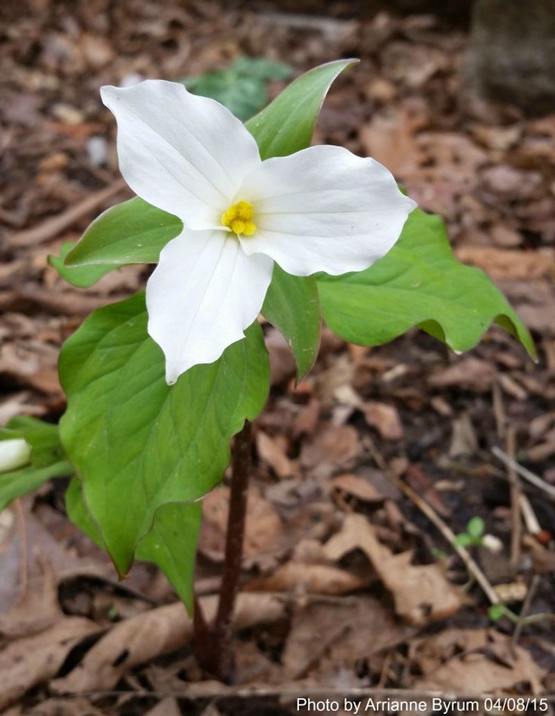 Trillium