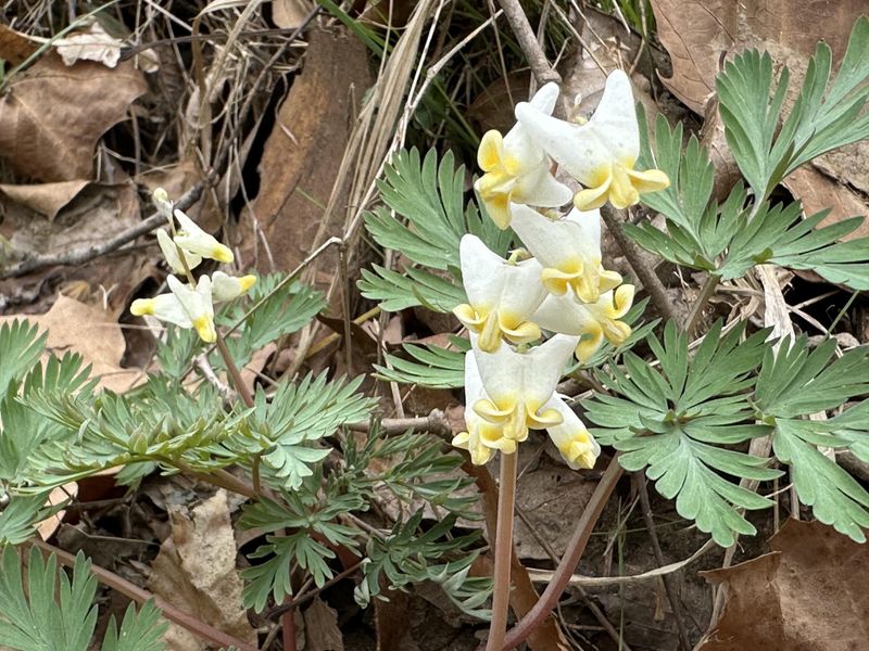 Dutchman’s Breeches (Dicentra cucullaria)