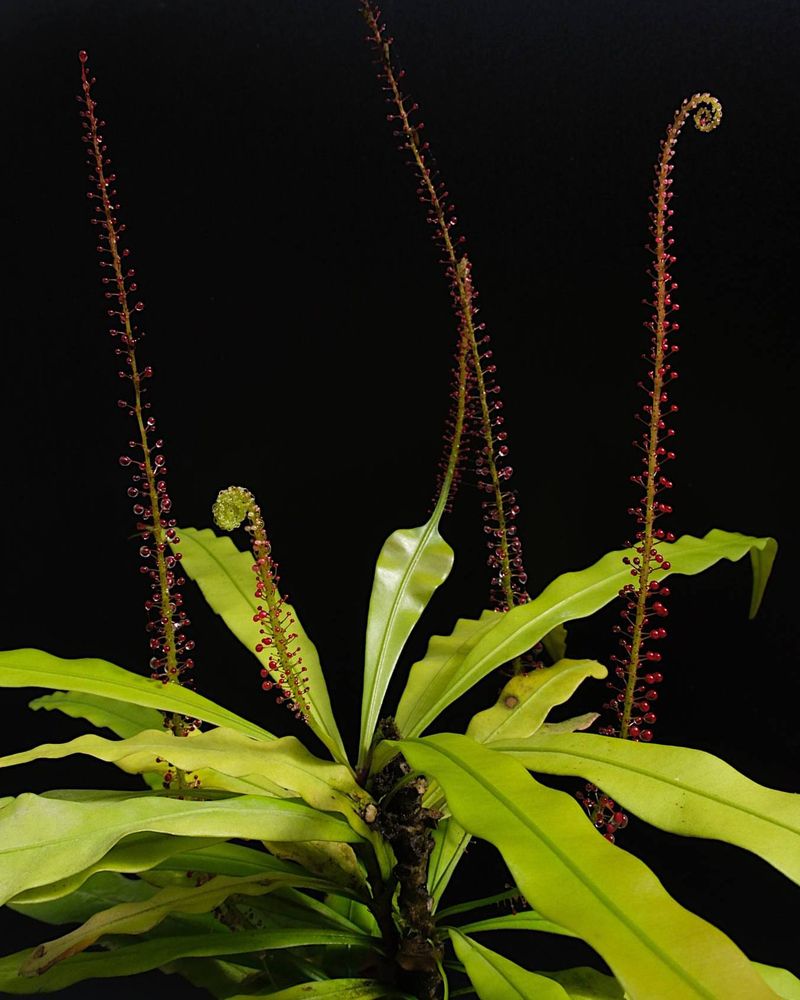 Triphyophyllum