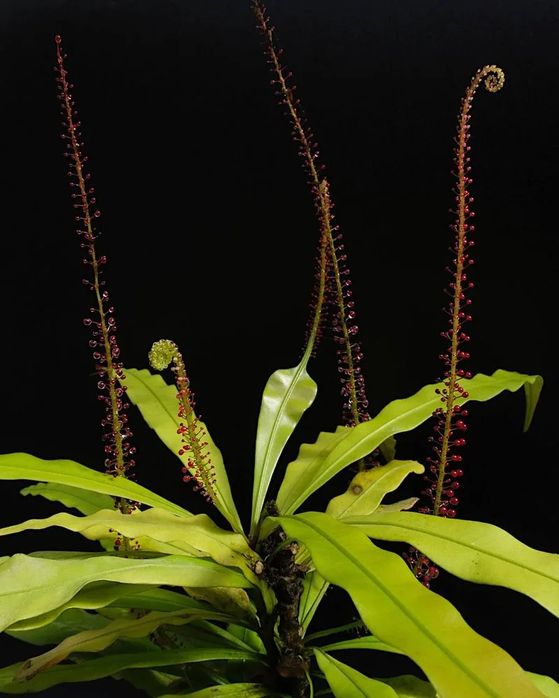 Triphyophyllum