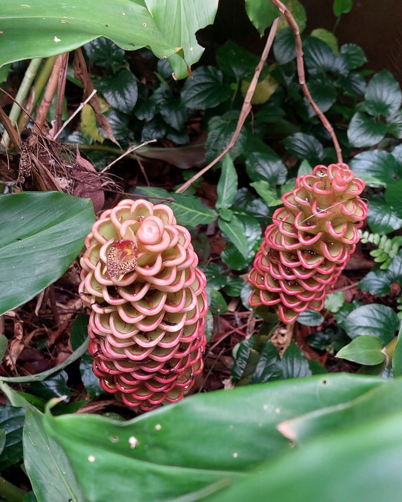 Tropical Ginger