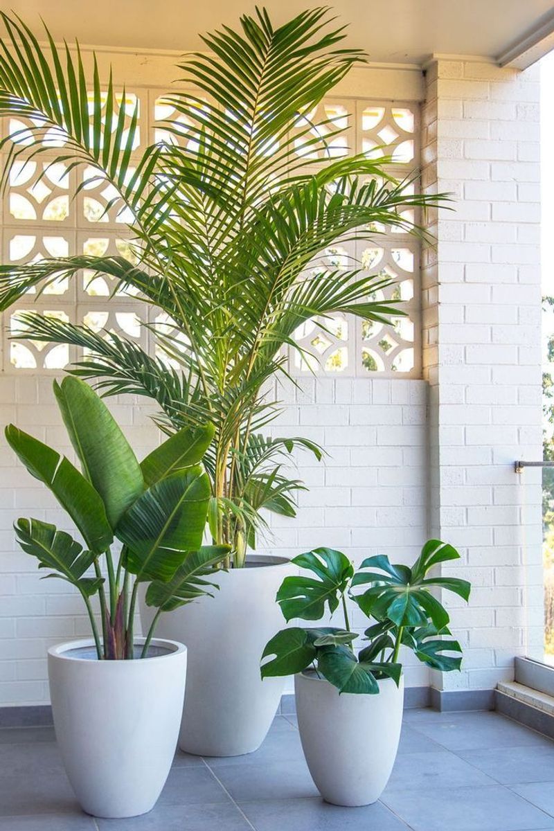 Tropical Plant Haven