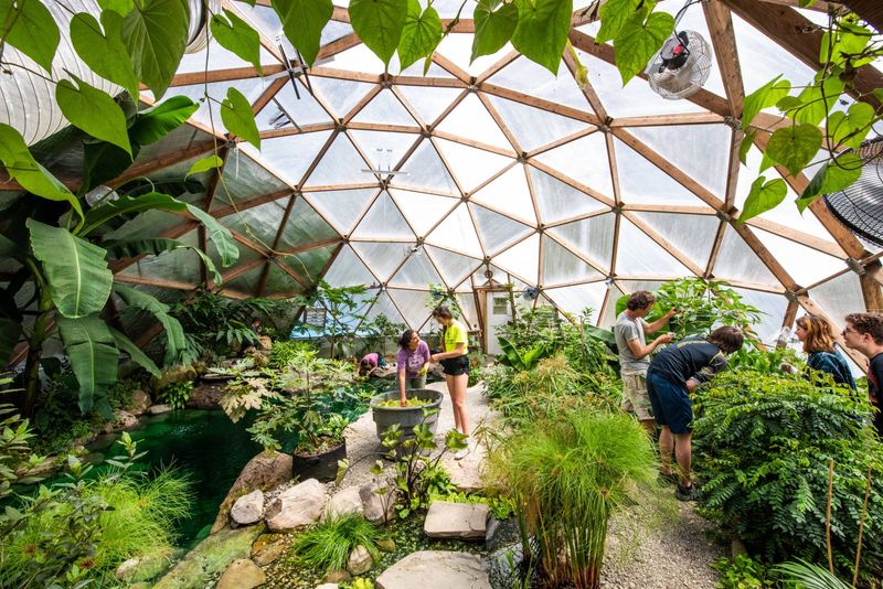Tropical Plants In Cold Climates