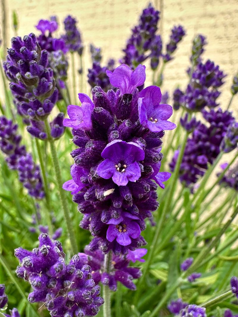 Lavender