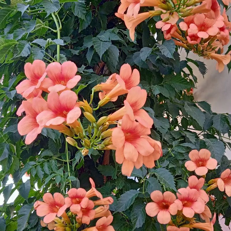 Trumpet Vine