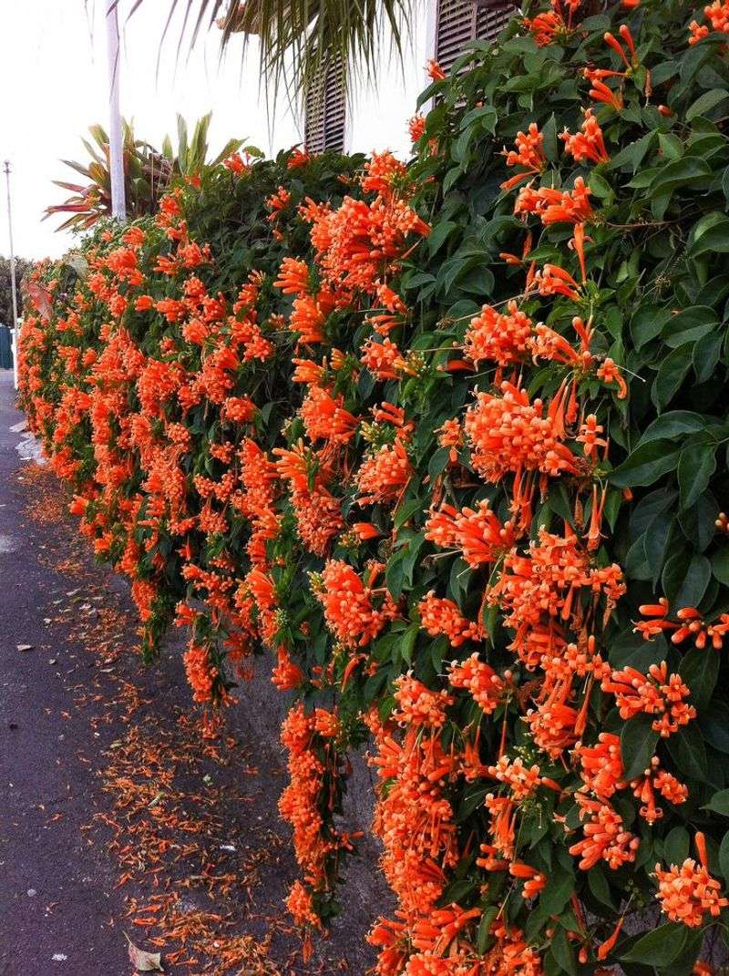 Trumpet Vine