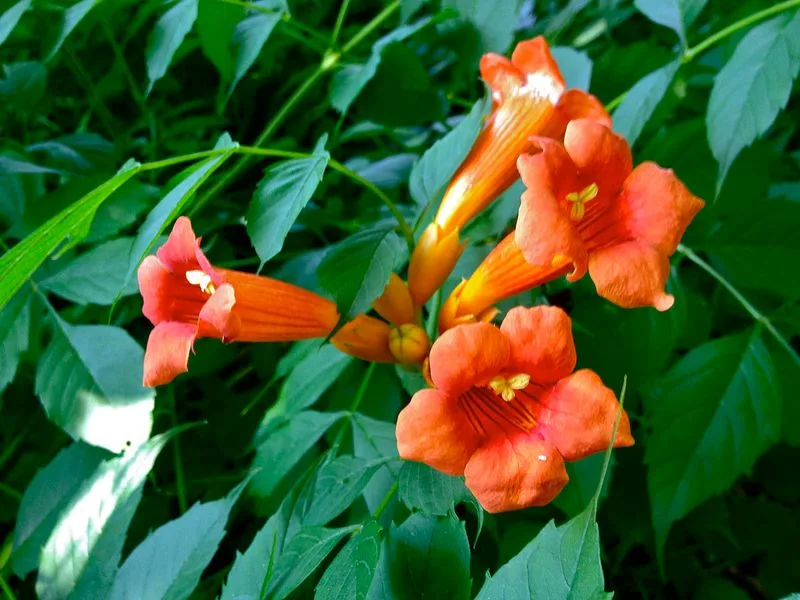 Trumpet Vine