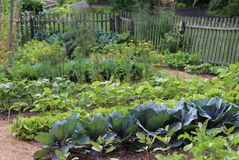 Truth 1: Companion Planting Can Improve Yield