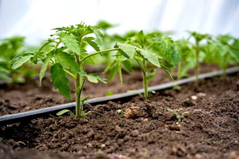 Truth 6: Drip Irrigation Systems Maximize Water Efficiency