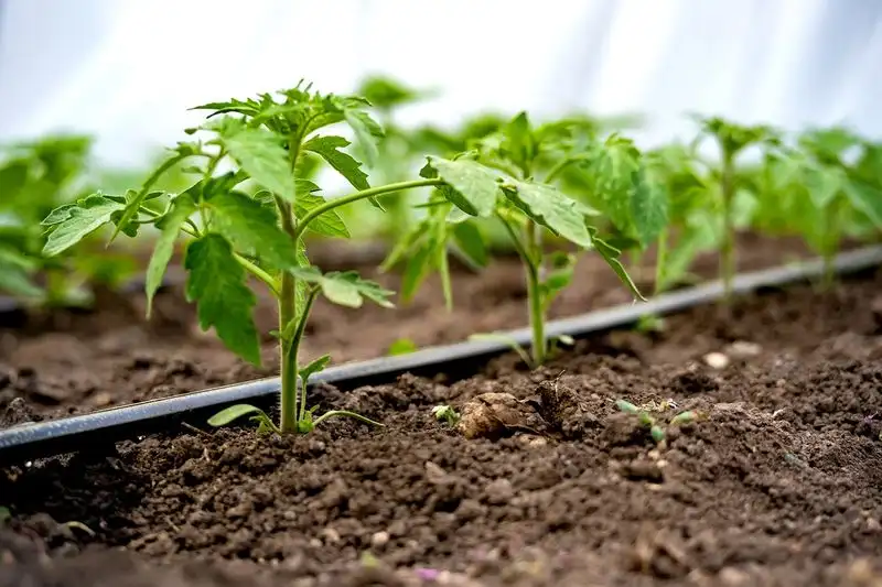 Truth 6: Drip Irrigation Systems Maximize Water Efficiency