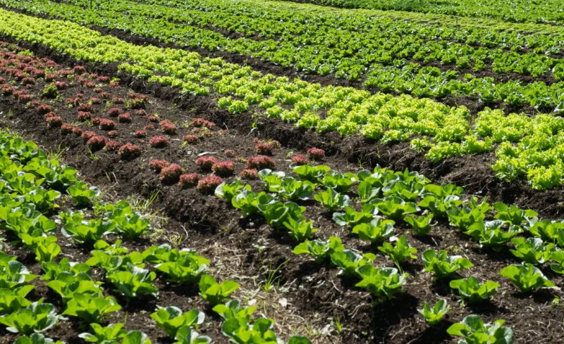 Truth 7: Crop Rotation Prevents Soil Depletion