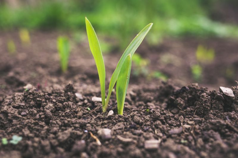 Truth 8: Healthy Soil is the Foundation of a Thriving Garden