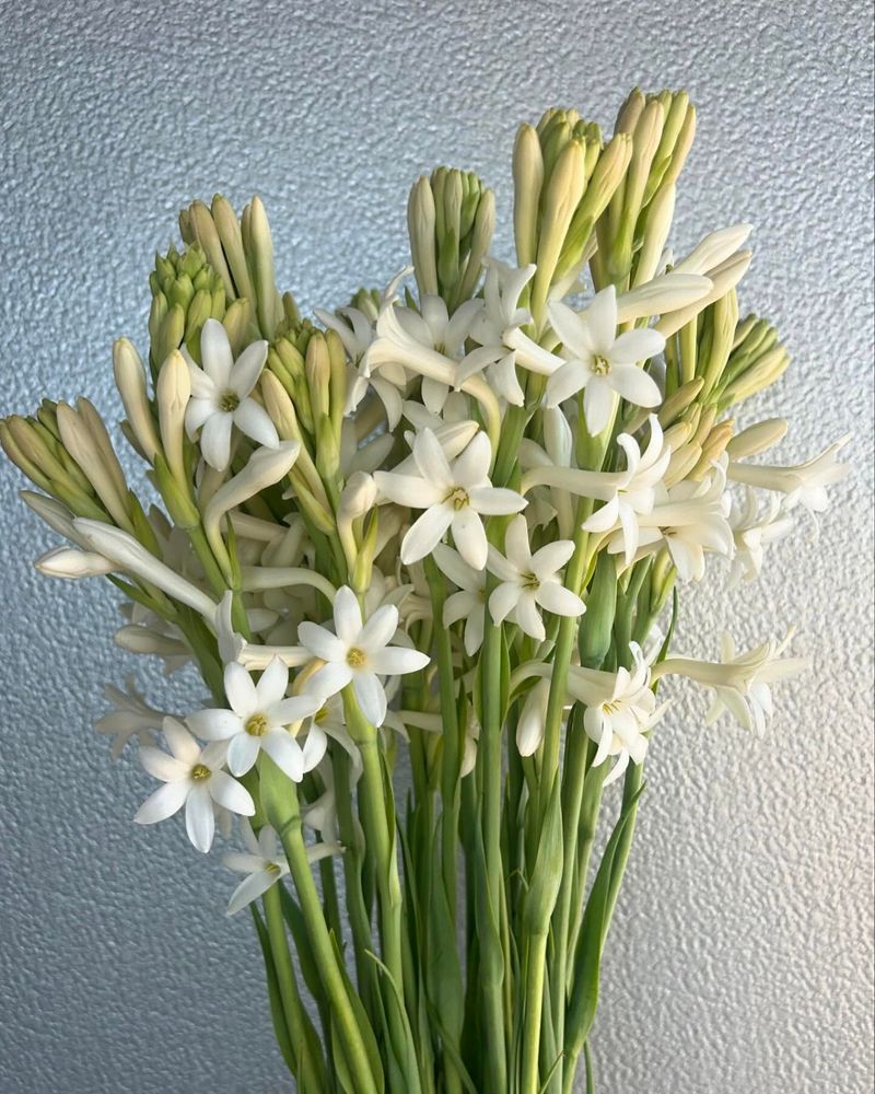 Tuberose