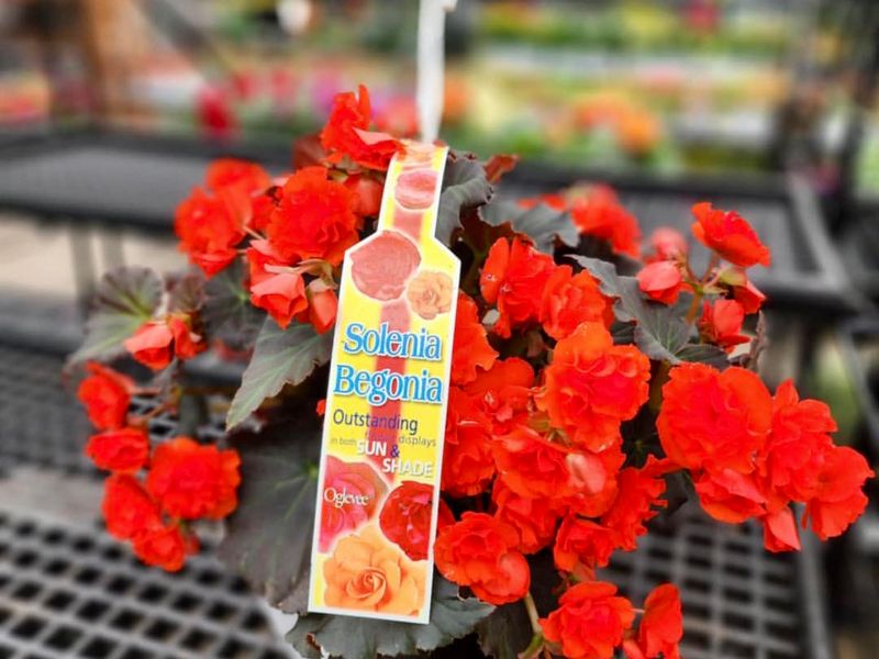 Tuberous Begonia