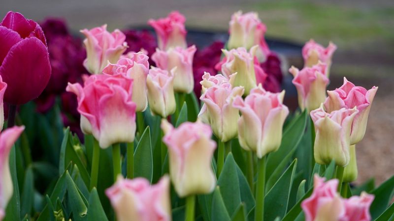 Tulip