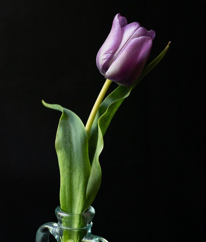 Tulip